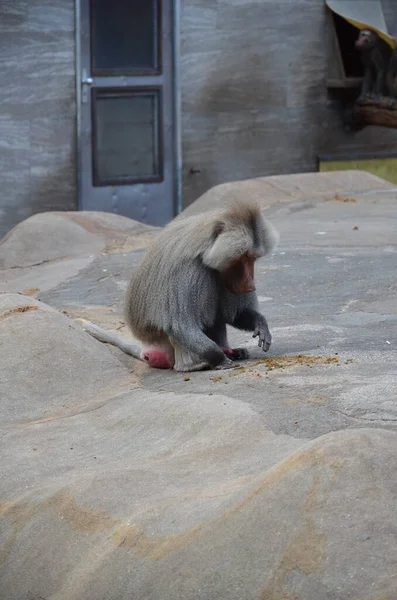 Wild Hamadryas Baboon Zoo Frankfurt Germany — 스톡 사진