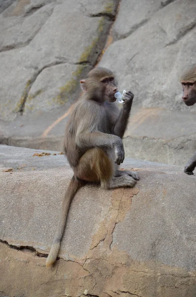 Wild Hamadryas Baboon Kebun Binatang Frankfurt Jerman — Stok Foto