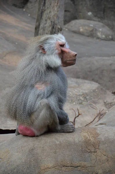 Dziki Hamadryas Pawian Zoo Frankfurcie Niemcy — Zdjęcie stockowe