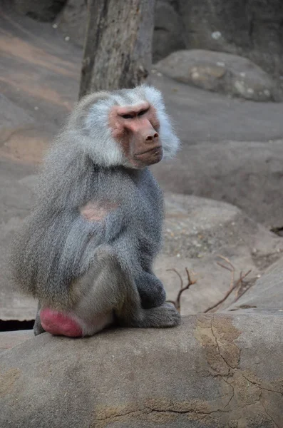 Dziki Hamadryas Pawian Zoo Frankfurcie Niemcy — Zdjęcie stockowe