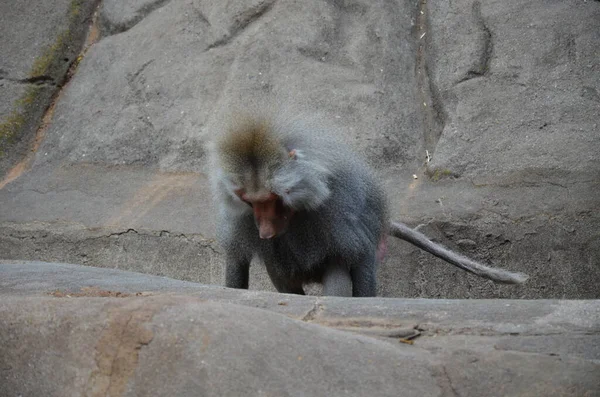 Wild Hamadryas Baboon Zoo Frankfurt Germany — Stock Photo, Image