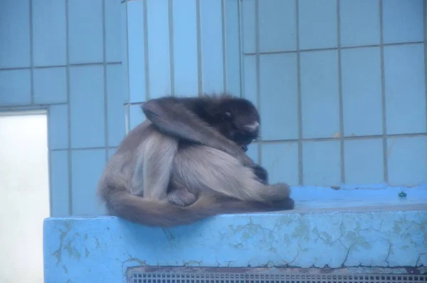 Kobieta Howler Monkey Zoo Frankfurcie — Zdjęcie stockowe