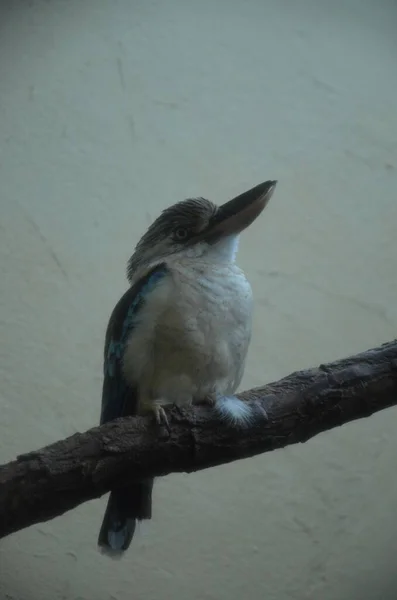 Animaux Frankfut Main Zoo Allemagne — Photo