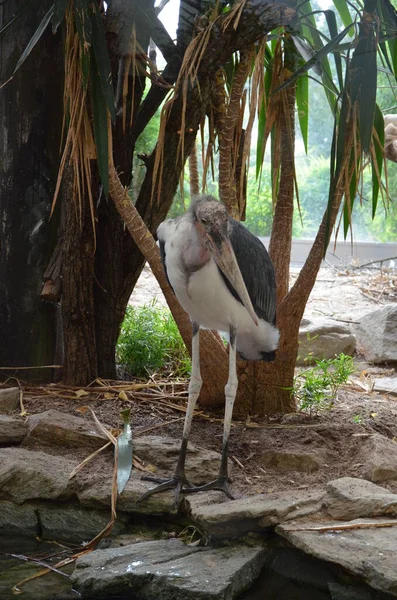 Marabou Africano Leptoptilos Crumeniferus Zoológico Frankfurt — Fotografia de Stock