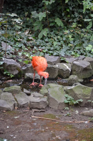 Oiseau Ibis Écarlate Eudocimus Ruber Oiseau Échassier Tropical Butinant Sol — Photo