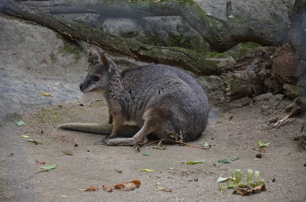 Κόκκινο Λαιμό Wallaby Wallaby Bennett Macropus Rufogriseus — Φωτογραφία Αρχείου