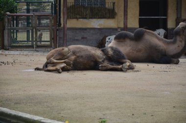 Hayvanat bahçesinde güneş ışığı altında ağılda duran iki hörgüçlü devenin yan görünüşü