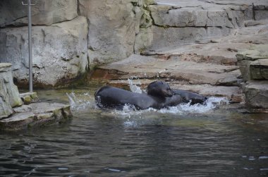 Frankfurt Hayvanat Bahçesinde Liman Mührü (Phoca vitulina)