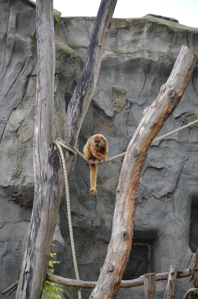 フランクフルト動物園のブラックホラーモンキー — ストック写真