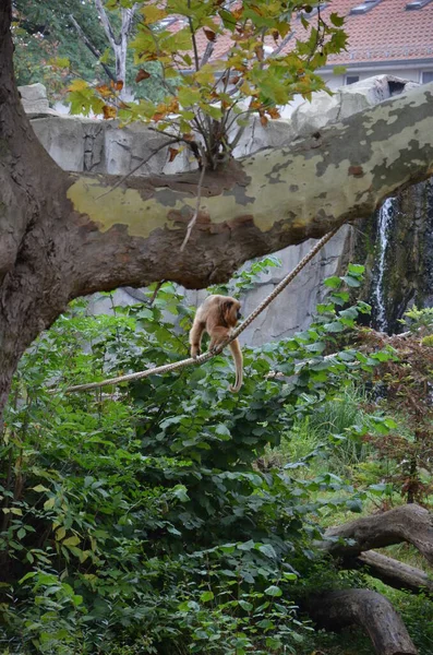 Monkey Howler Noir Dans Zoo Francfort — Photo