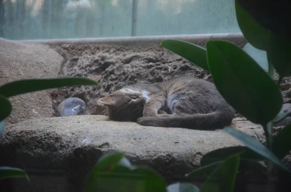Gato Com Manchas Enferrujadas Prionailurus Rubiginosus Jardim Zoológico Frankfurt Main — Fotografia de Stock