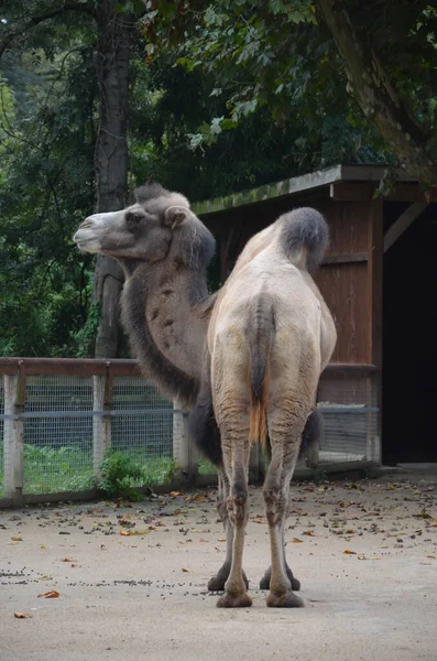 Seitenansicht Von Zwei Buckligen Kamelen Die Gehege Unter Sonnenlicht Zoo — Stockfoto