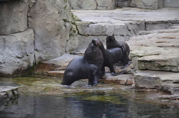 Phoque Commun Phoca Vitulina Dans Zoo Francfort — Photo