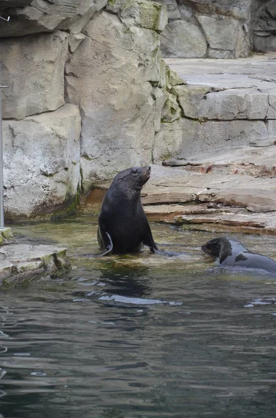 Phoque Commun Phoca Vitulina Dans Zoo Francfort — Photo