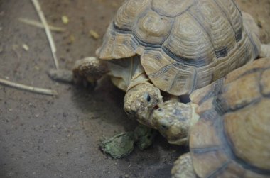 Kara Kaplumbağası Kum 'da yürüyor