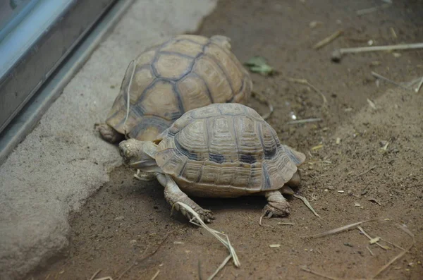 Land Tortoise Walking Sand — Stock Photo, Image