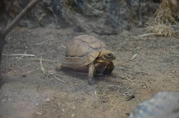 Landschildpad Wandelen Zand — Stockfoto