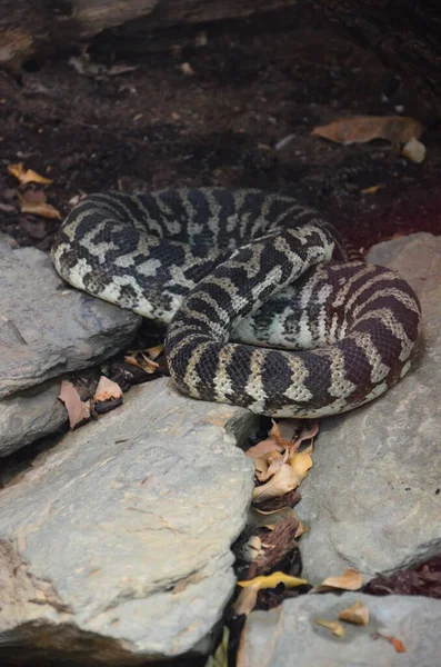 カリフォルニアキングスネーク 異常な相 Lamproeltis Getulus Californiae — ストック写真