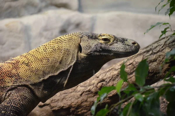 Komodo Dragon Maior Lagarto Mundo — Fotografia de Stock