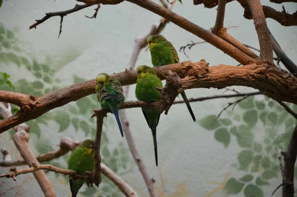 Pappagalli Frankfurt Zoo Germany — Stock Photo, Image