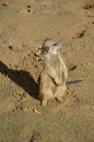 Portrait Meerkat Suricata Suricatta — Photo