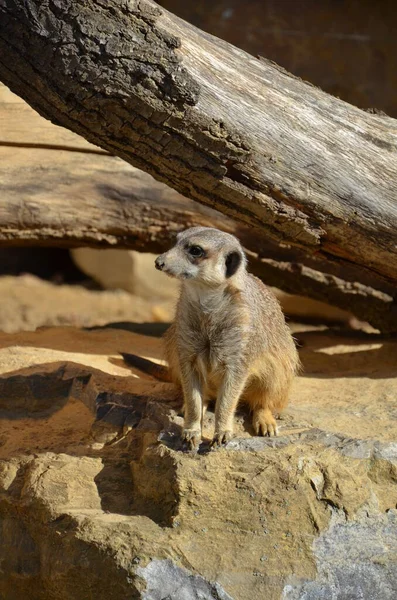 Meerkat Suricata Suricattaの肖像 — ストック写真