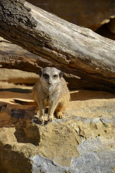 Portrait Meerkat Suricata Suricatta — Photo