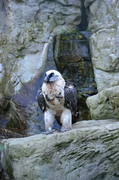 Wilder Bartgeier Frankfurter Zoo — Stockfoto