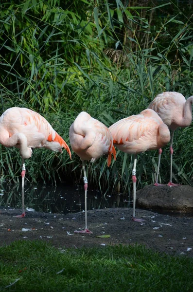 Beautiful Group Flamingos Long Necks — Stock Photo, Image