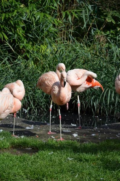 Prachtige Groep Flamingo Met Hun Lange Nek — Stockfoto