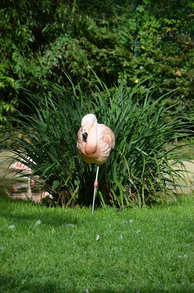 Uzun Boyunlu Güzel Bir Flamingo Grubu — Stok fotoğraf