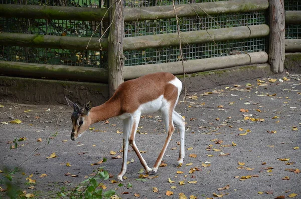 Dama Gazella Nanger Dama Állatkertben — Stock Fotó