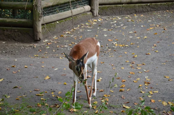 Dama Gazella Nanger Dama Állatkertben — Stock Fotó