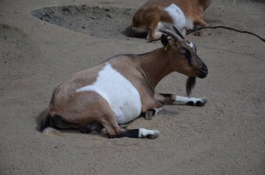 Frankfurt Pettingzoo, Almanya 'da küçük bir keçi