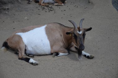 Frankfurt Pettingzoo, Almanya 'da küçük bir keçi