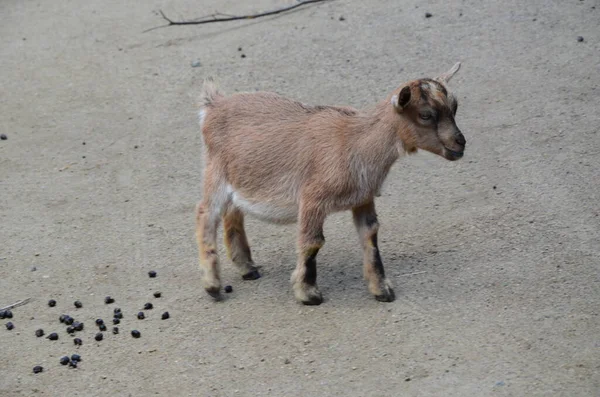 Cabra Pequena Frankfurt Pettingzoo Alemania — Fotografia de Stock