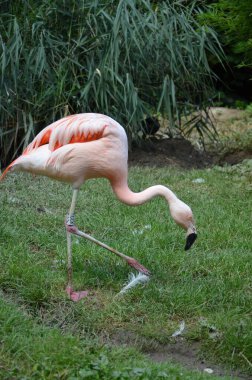Uzun boyunlu güzel bir flamingo grubu.