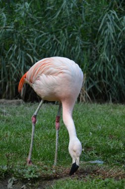 Uzun boyunlu güzel bir flamingo grubu.