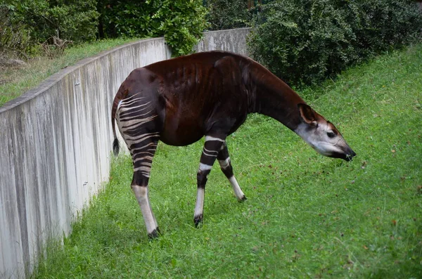 Retrato Okapi Okapia Johnstoni Zoológico Frankfurt — Fotografia de Stock