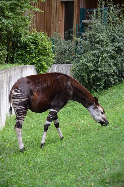 Portrét Okapi Okapia Johnstoni Zoologické Zahradě Frankfurtu — Stock fotografie