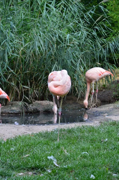 Prachtige Groep Flamingo Met Hun Lange Nek — Stockfoto