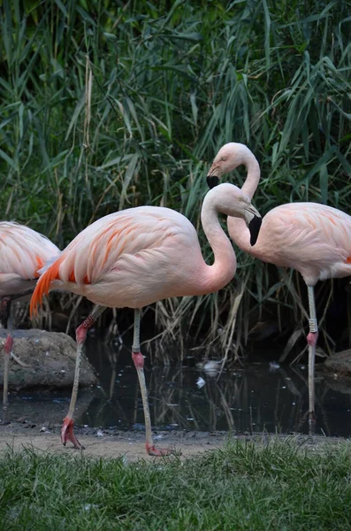 Beautiful Group Flamingos Long Necks — Stock Photo, Image
