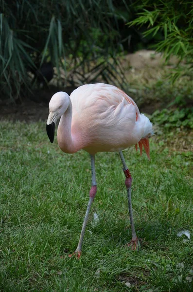 Belo Grupo Flamingos Com Seus Pescoços Longos — Fotografia de Stock