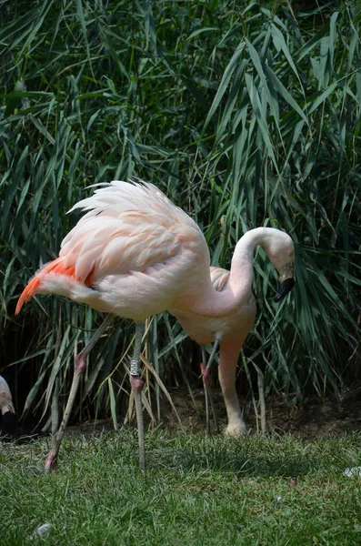 Gyönyörű Flamingók Hosszú Nyakukkal — Stock Fotó