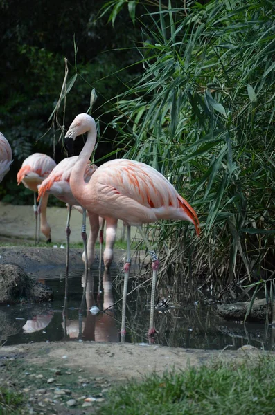 Uzun Boyunlu Güzel Bir Flamingo Grubu — Stok fotoğraf