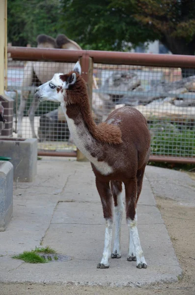 Llama Lama Zoo Frankfurcie Świeżym Powietrzu — Zdjęcie stockowe