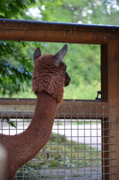 Llama Lama Zoológico Frankfurt Aire Libre —  Fotos de Stock