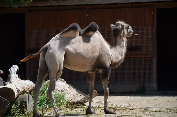 動物園の太陽の下でサンゴの中に立っている二つの抱擁ラクダの側面図 — ストック写真