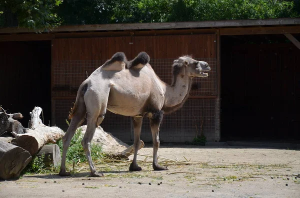 Вид Сбоку Двух Горбатых Верблюдов Стоящих Загоне Солнцем Зоопарке — стоковое фото