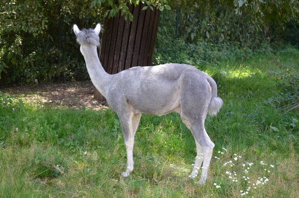 Llama Lama Zoológico Frankfurt Aire Libre —  Fotos de Stock